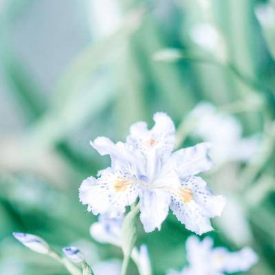 风物二十四节气｜秋分：即日秋清水明净，山间野柿一朝红