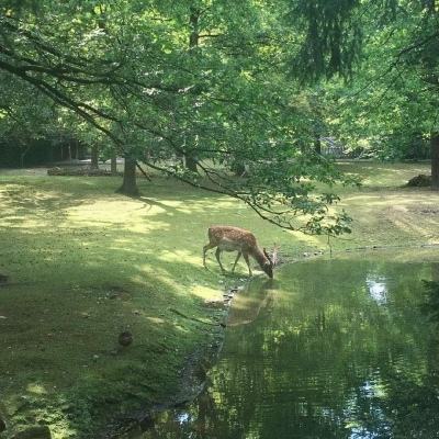 电子产品恐怖袭击，犹太人真有“智慧”吗？